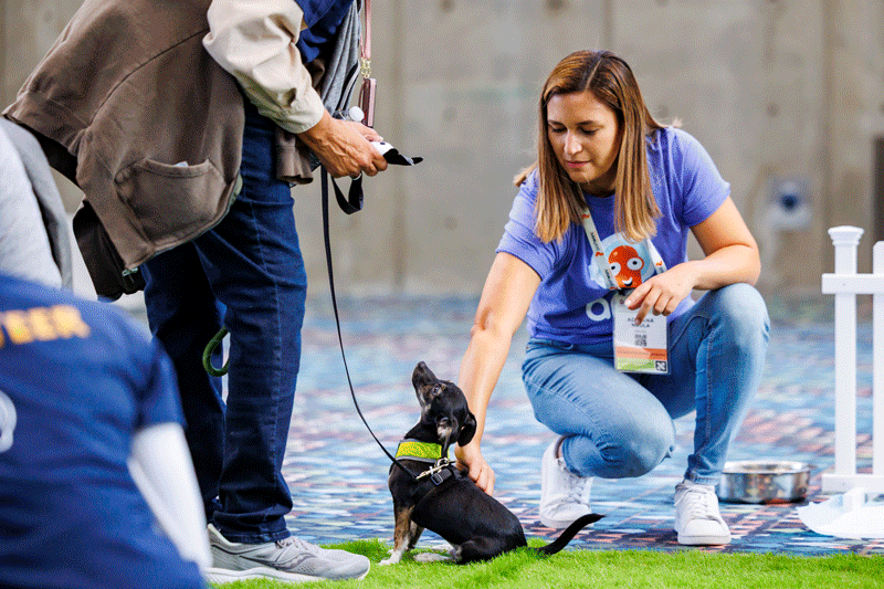 Cloud native puppies improving developer experience at KubeCon + CloudNativeCon NA 2025!